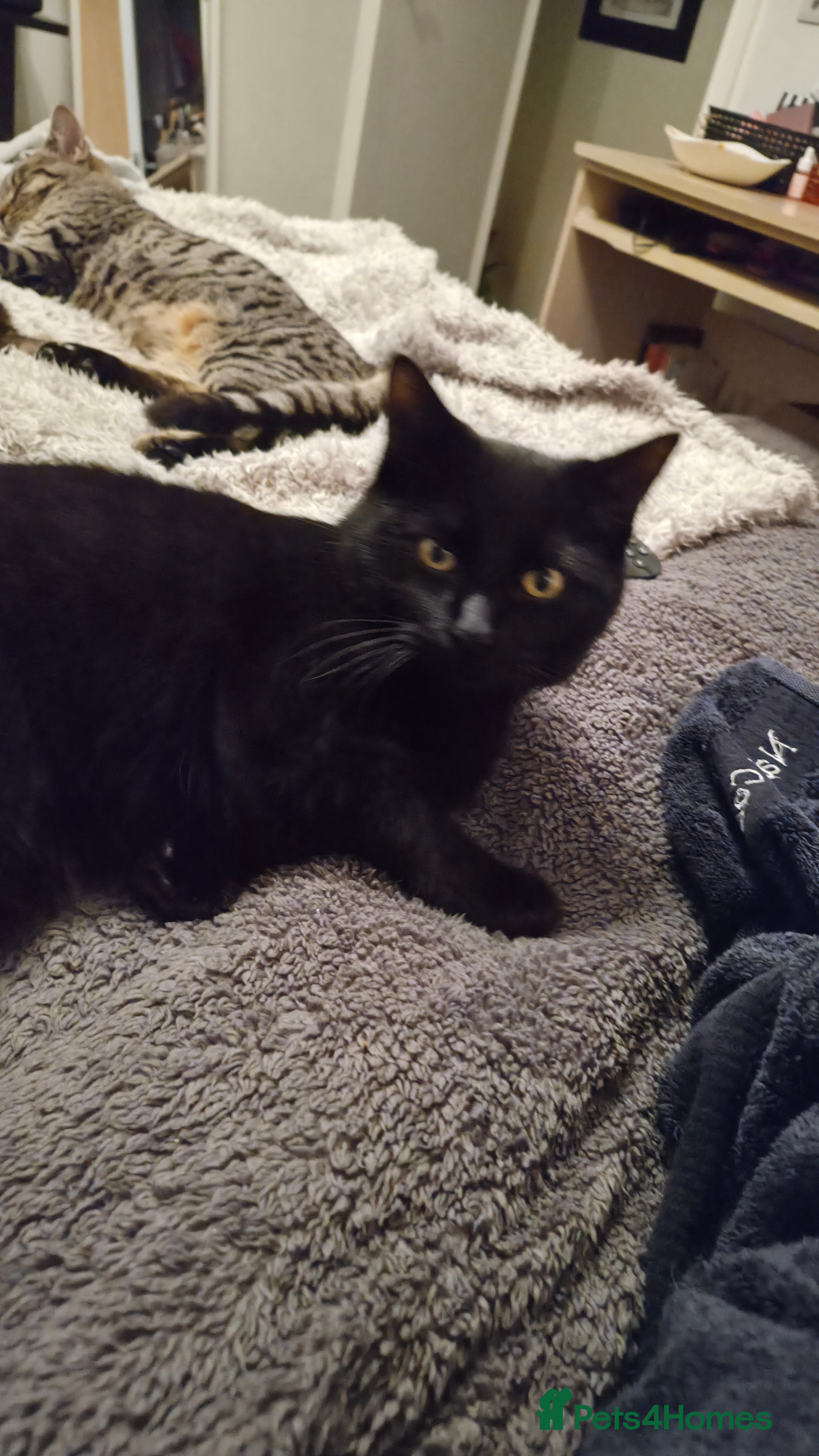 Mixed Breed cats Rehoming my beautiful boy - Advert 1