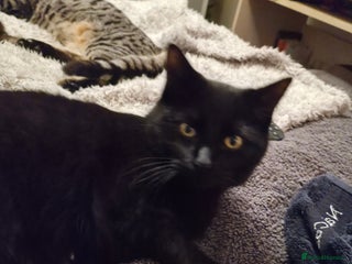 Mixed Breed cats Rehoming my beautiful boy - Advert 6