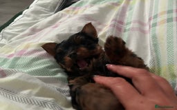 Yorkshire Terrier dogs for sale: Female Yorkshire terrier  - Image 2