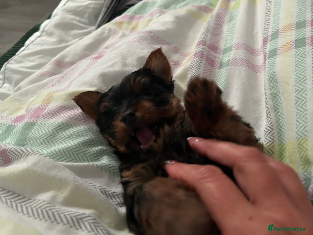 Yorkshire Terrier dogs for sale: Female Yorkshire terrier  - Image 2