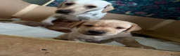 Labrador Retriever dogs for sale: KC Reg Fox Red / Blonde  Lab Puppies – Home Reared - Advert 11