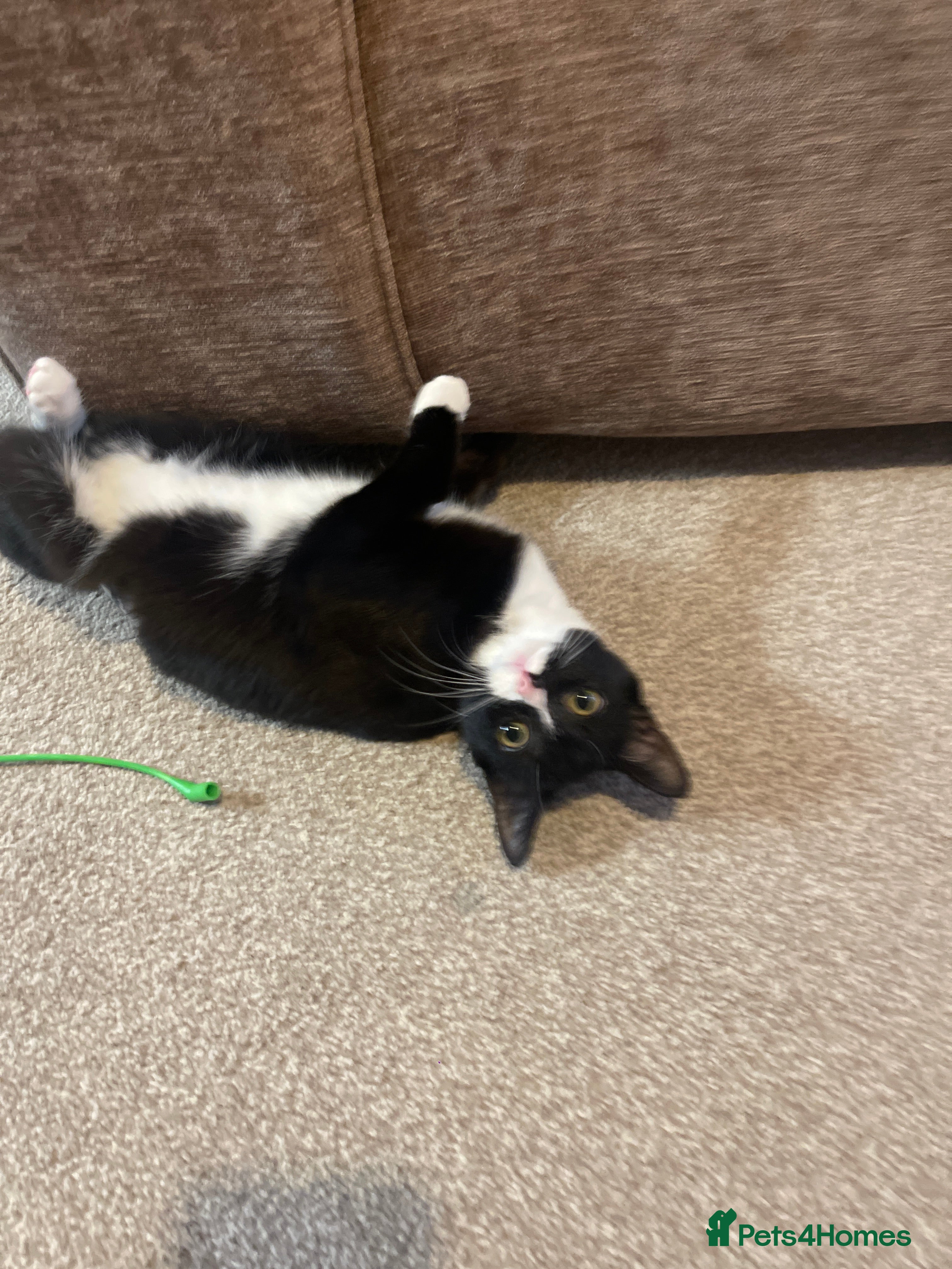 British Shorthair cats Emergency home in Wakefield - Advert 10