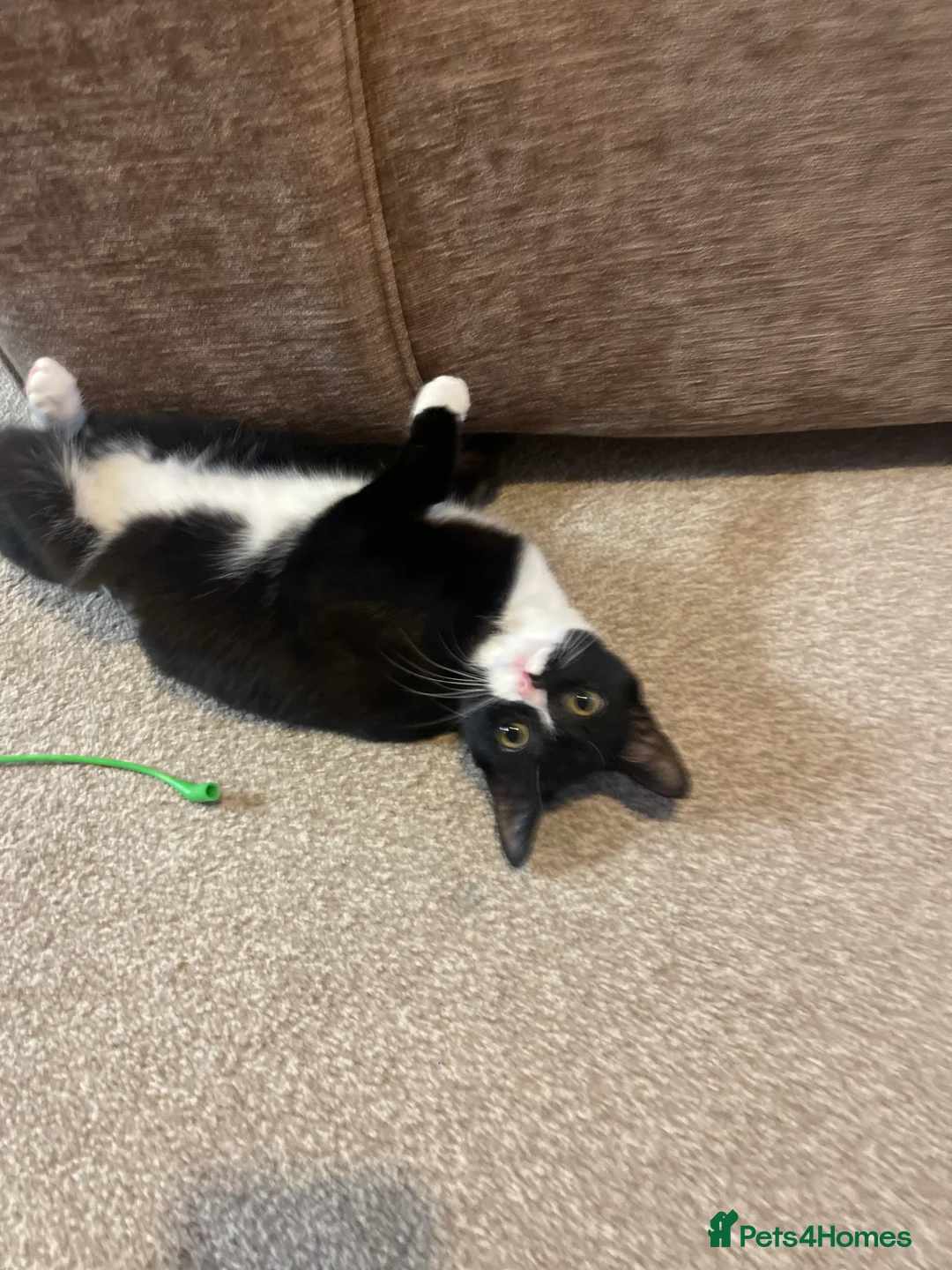 British Shorthair cats for sale: Emergency home - Advert 1