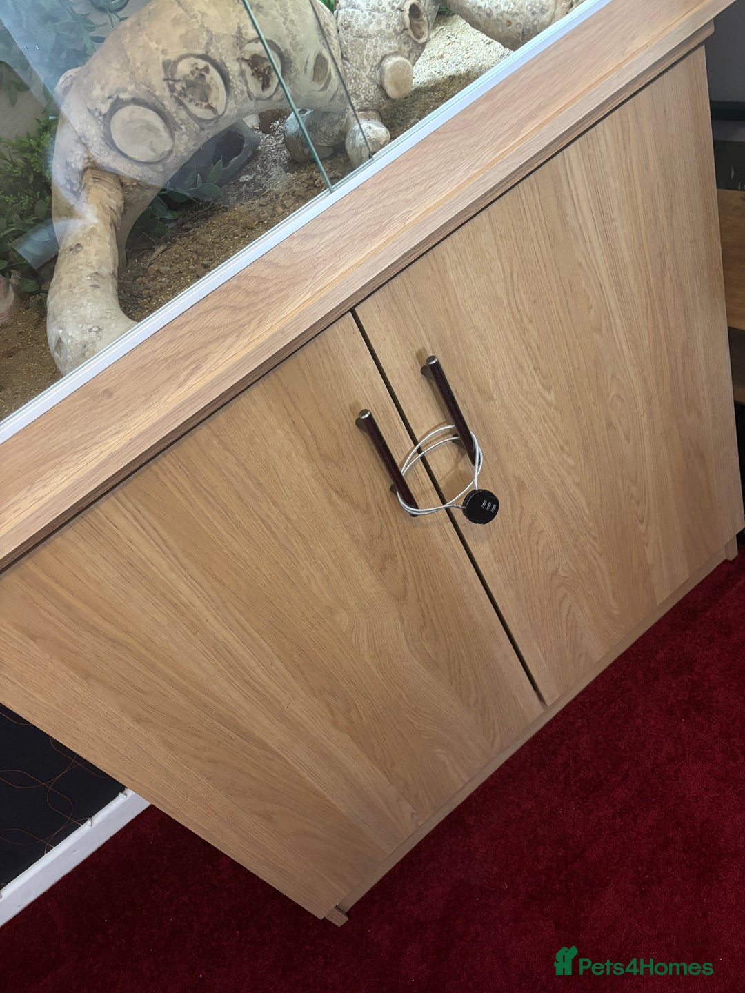 Leopard Gecko reptiles for sale: Leopard gecko with enclosure  - Image 2