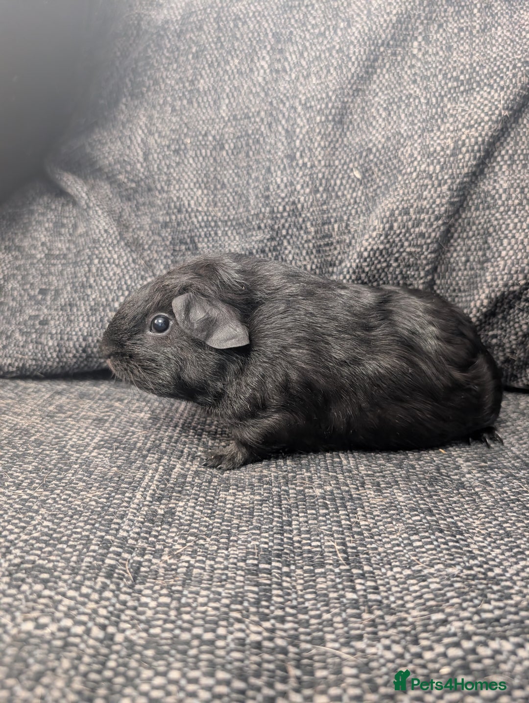 Guinea Pig rodents for sale: Lakeland boar - Image 2