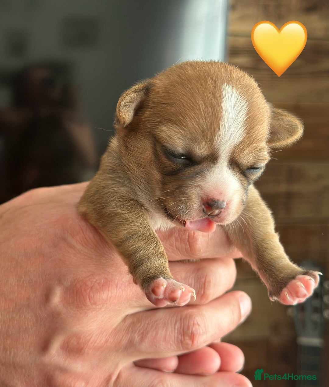 Chihuahua dogs for sale: 6 Gorgeous Chihuahua Puppies 🐶💙🩷🩷🩷🩷💙  - Image 19