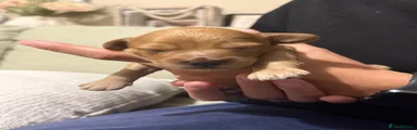 Cockapoo 2