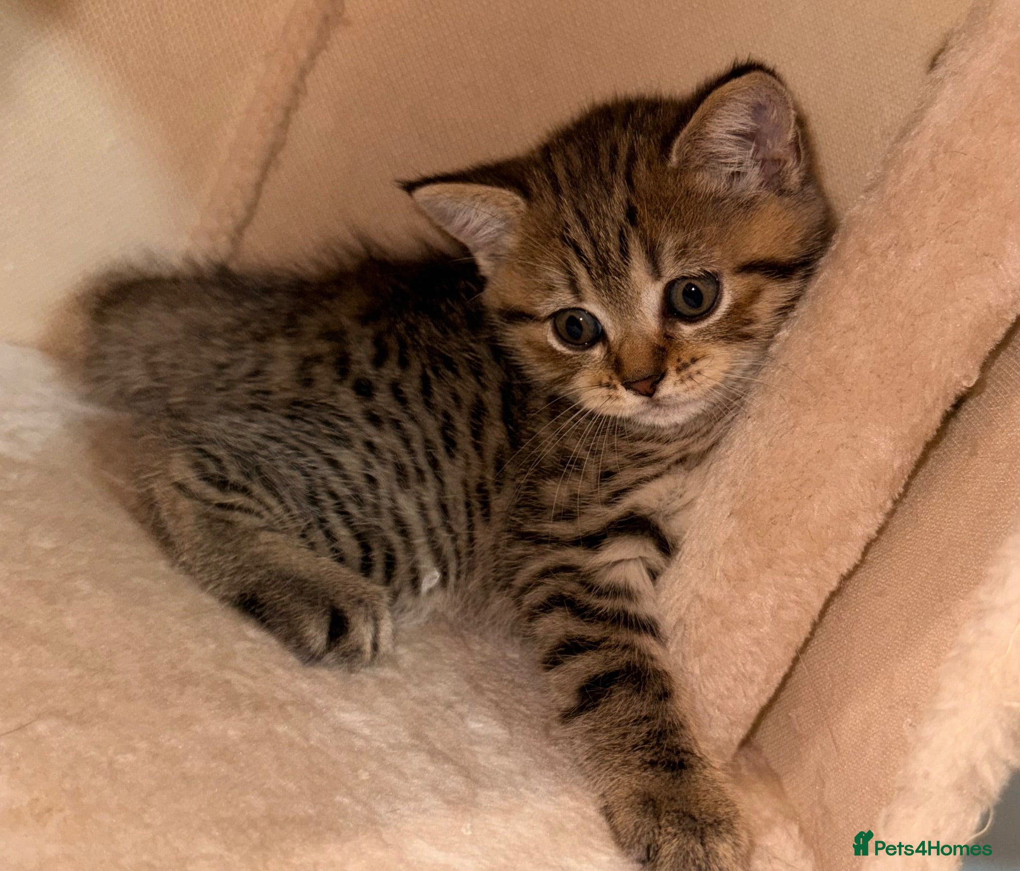 Mixed Breed cats 🐾 Scottish Straight x British Shorthair Kittens - Advert 9