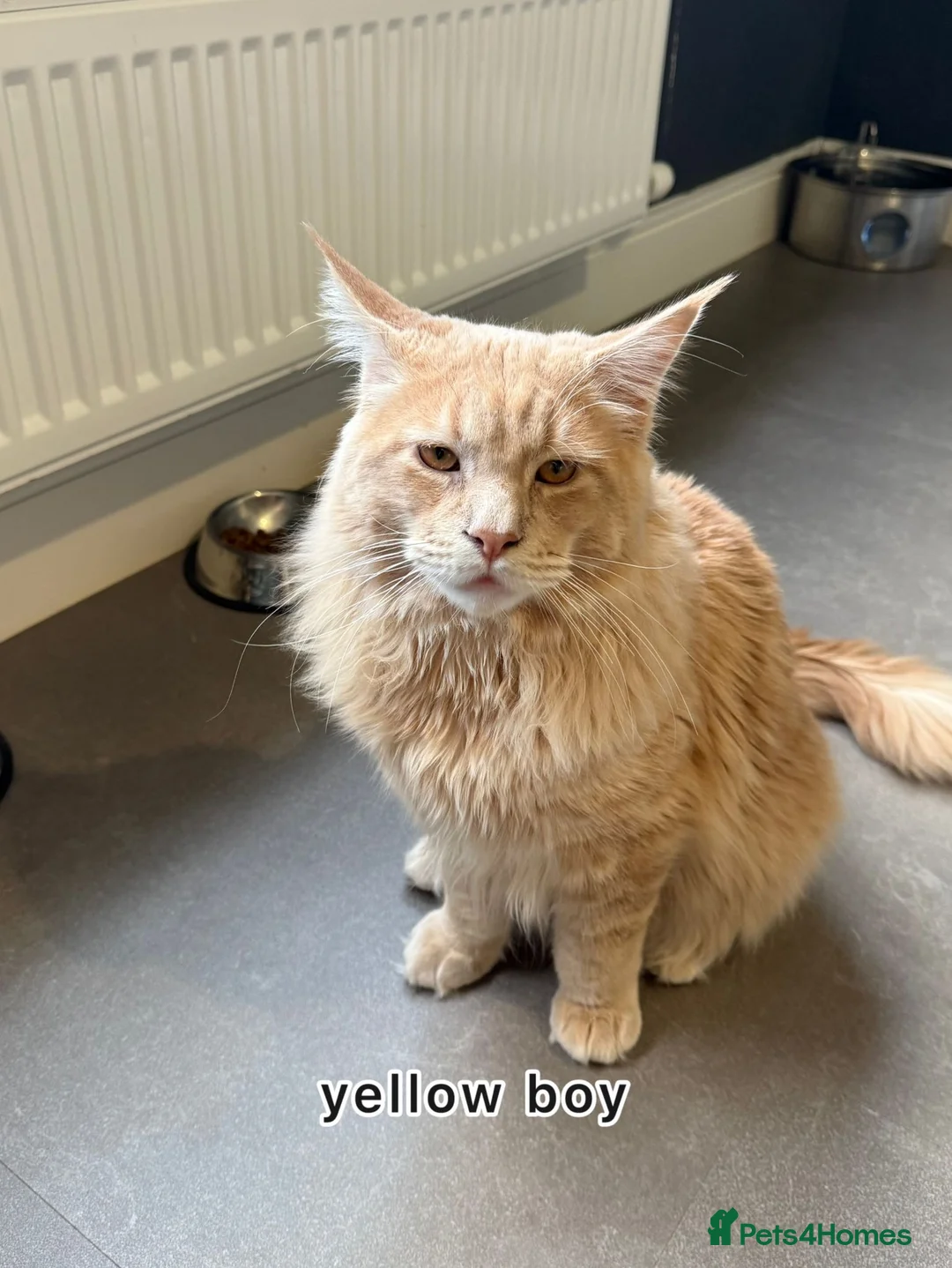 Maine Coon cats for sale: Gorgeous Maincoon Boy - Advert 1