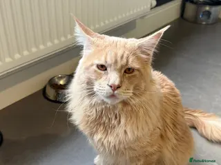 Maine Coon cats Gorgeous Maincoon Boy - Advert 1