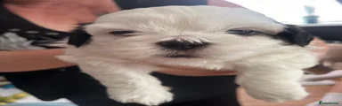 Shih Tzu 2