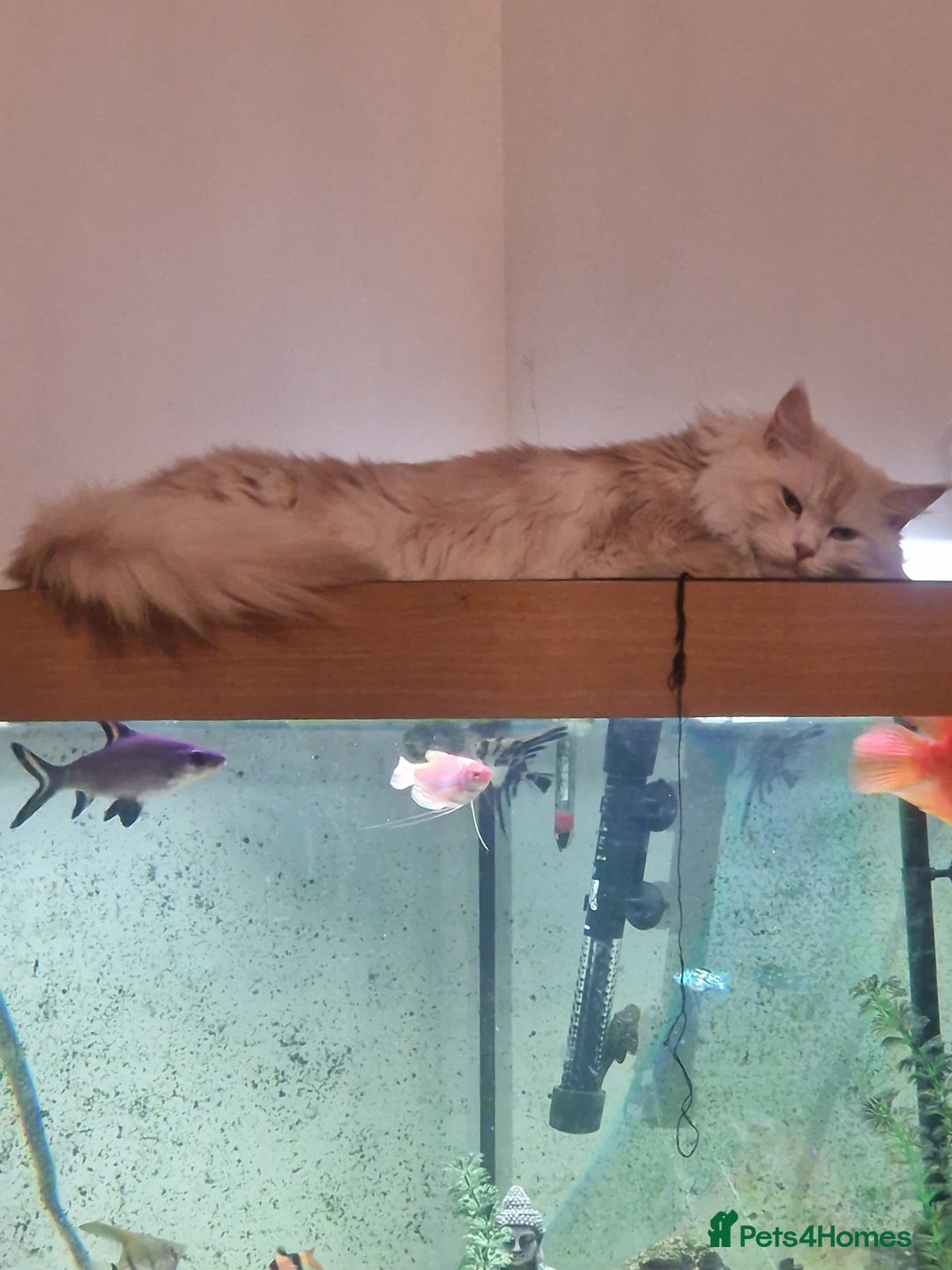 Maine Coon cats for sale: Maine coon kittens born 20 December 2025 - Advert 3