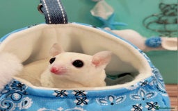Sugar Glider rodents for sale: Stunning Male Sugar Glider - Image 2