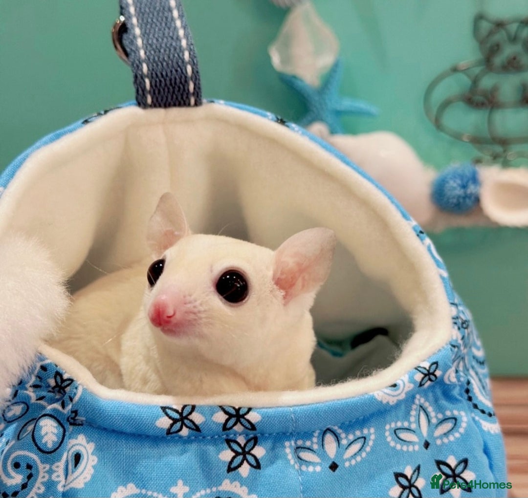 Sugar Glider rodents for sale: Stunning Male Sugar Glider - Image 2