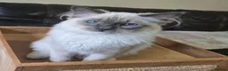Ragdoll cats for sale: Female Blue Mitted Ragdoll Active registered - Advert 6
