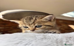 British Shorthair cats for sale: 💎Rare BSH Kittens💎Pedigree Champion Blood Line💎 - Image 31