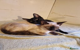 Mixed Breed cats for sale: Bengamese kittens, Bengal/Siamese mix  - Image 8