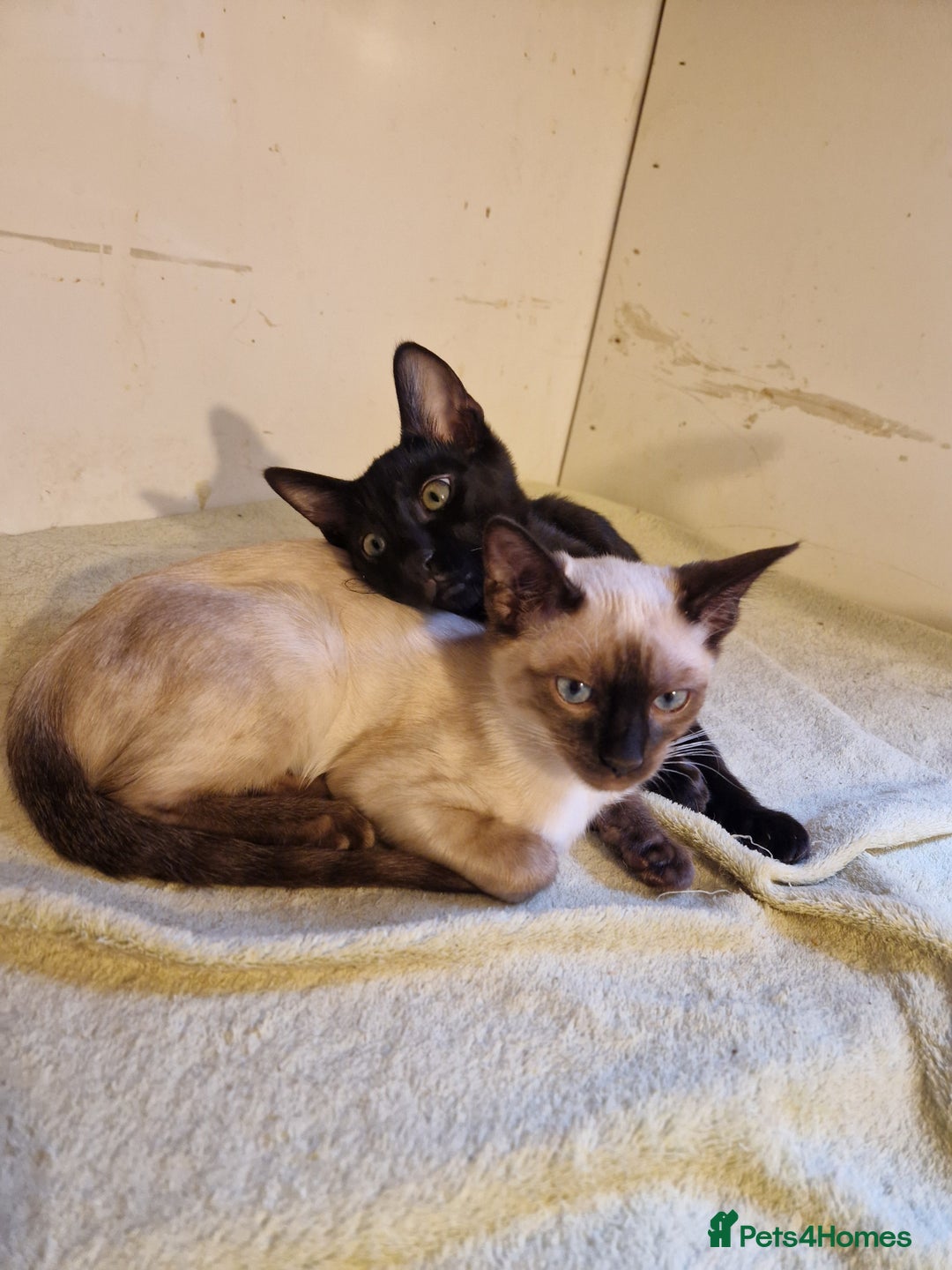 Mixed Breed cats for sale: Bengamese kittens, Bengal/Siamese mix  - Image 8