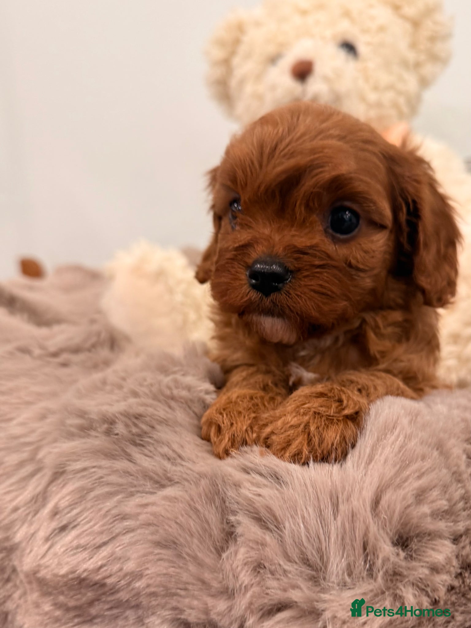 Cavapoo dogs Our newest litter have arrived.  - Advert 1