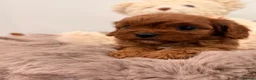 Cavapoo dogs for sale: Our newest litter have arrived.  - Advert 1
