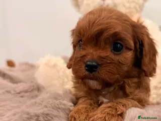 Cavapoo dogs for sale: Our newest litter have arrived. - Advert 3