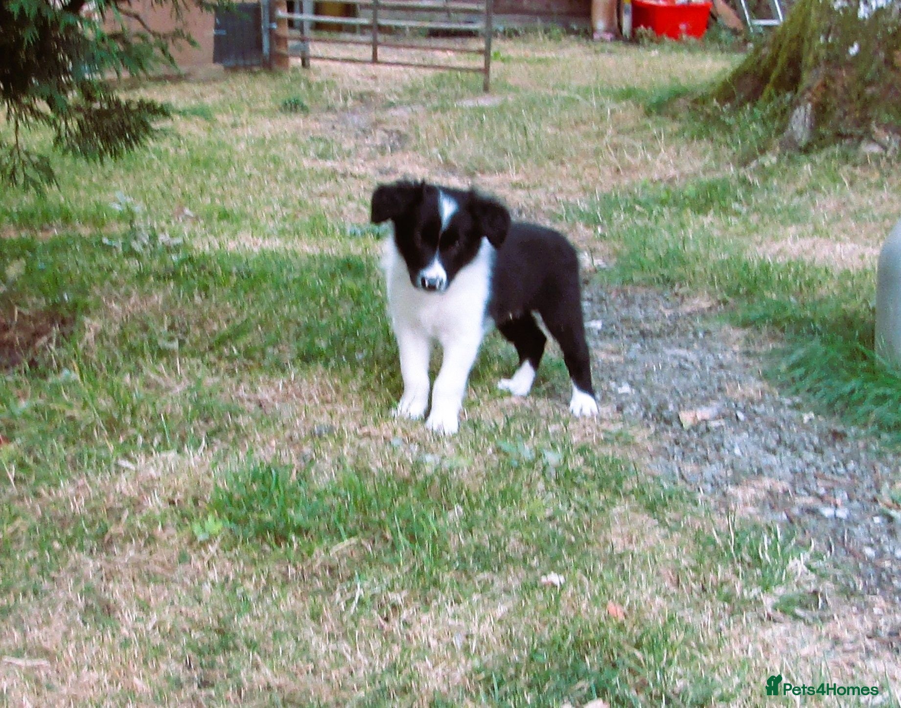 Border Collie dogs **** 1 Stunning Border Collie Puppy **** - Advert 1
