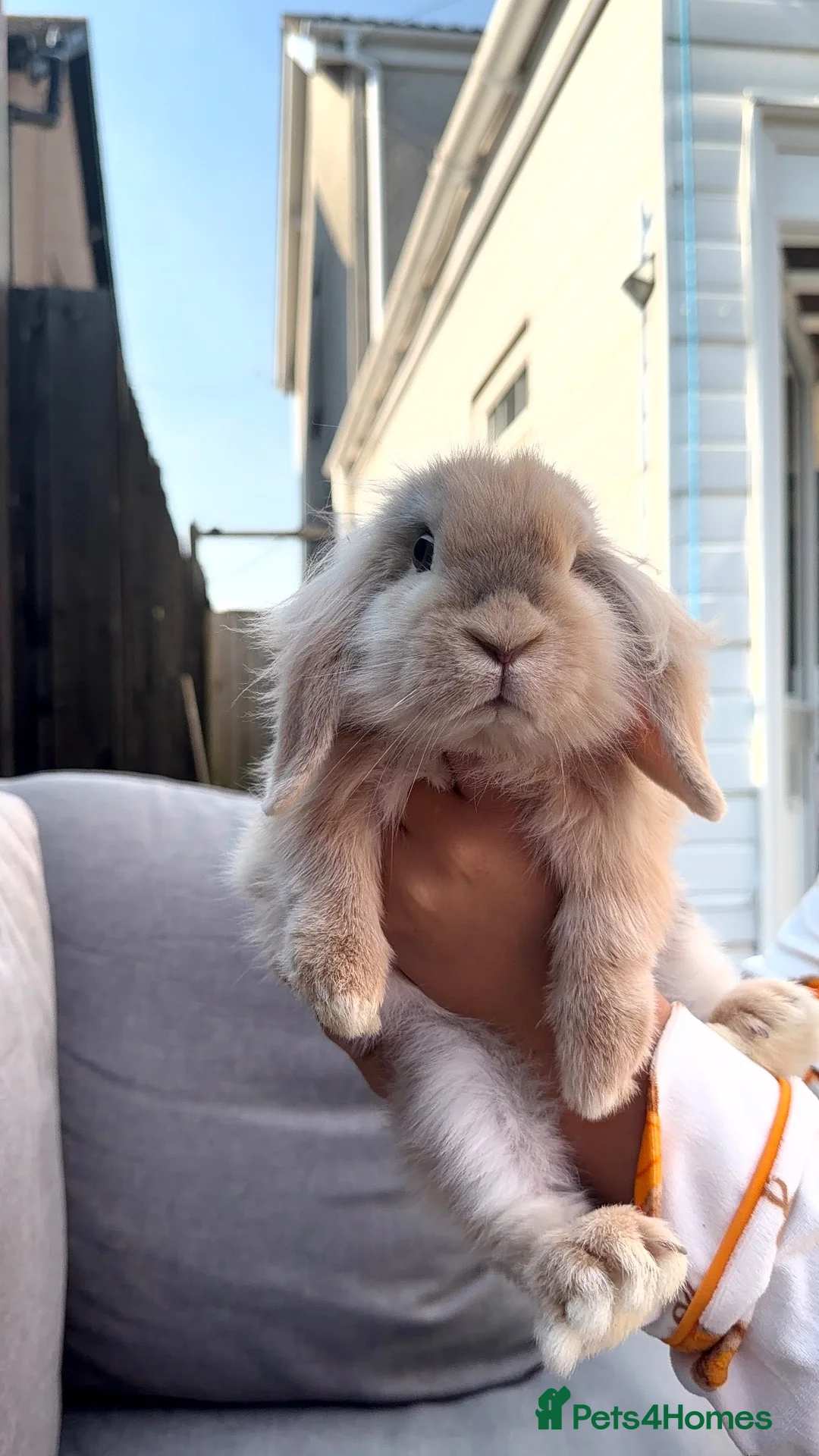 Mini Lion Lop rabbits for sale: Mini lion lop - Advert 1