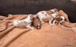 Cavalier King Charles Spaniel dogs for sale: Stunning cavalier puppies  - Image 11