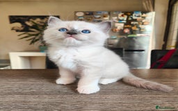 Ragdoll cats for sale: Charming Ragdoll Kittens -  - Image 13