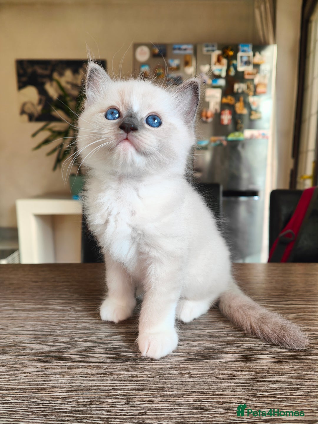 Ragdoll cats for sale: Charming Ragdoll Kittens -  - Image 13