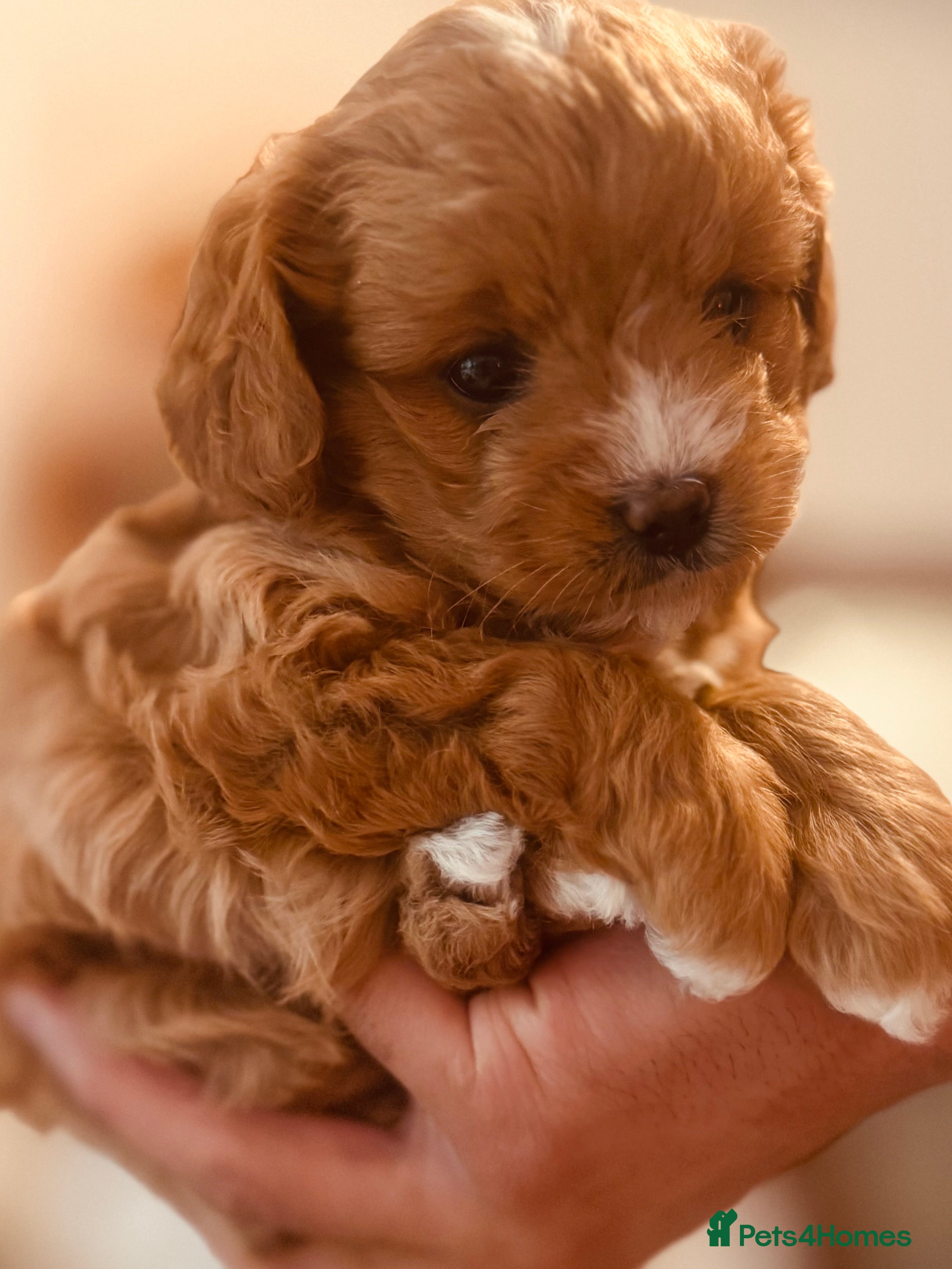 Cavapoochon dogs Premium teddy toy Cavapoochons for sale  - Advert 4