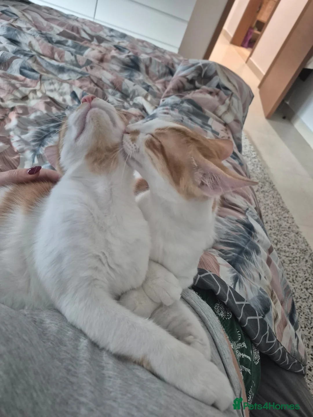 Mixed Breed cats for adoption: BONDED BROTHERS BOB HARLEY LIKE TO PLAY FETCH  - Advert 4