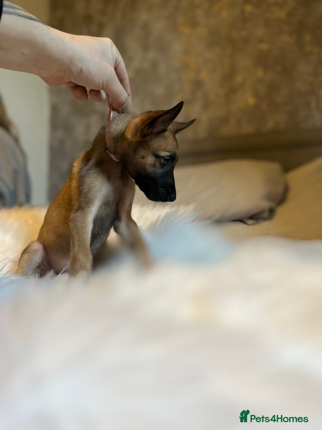 Belgian Shepherd Dog dogs for sale: Belgian Malinois Puppies - Advert 7