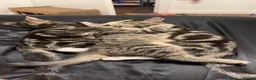 Mixed Breed cats for sale: tabby kitten for Adoption - Advert 6