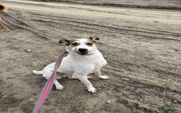 Mixed Breed dogs for adoption: Honour - Norwich Norfolk  - Advert 6