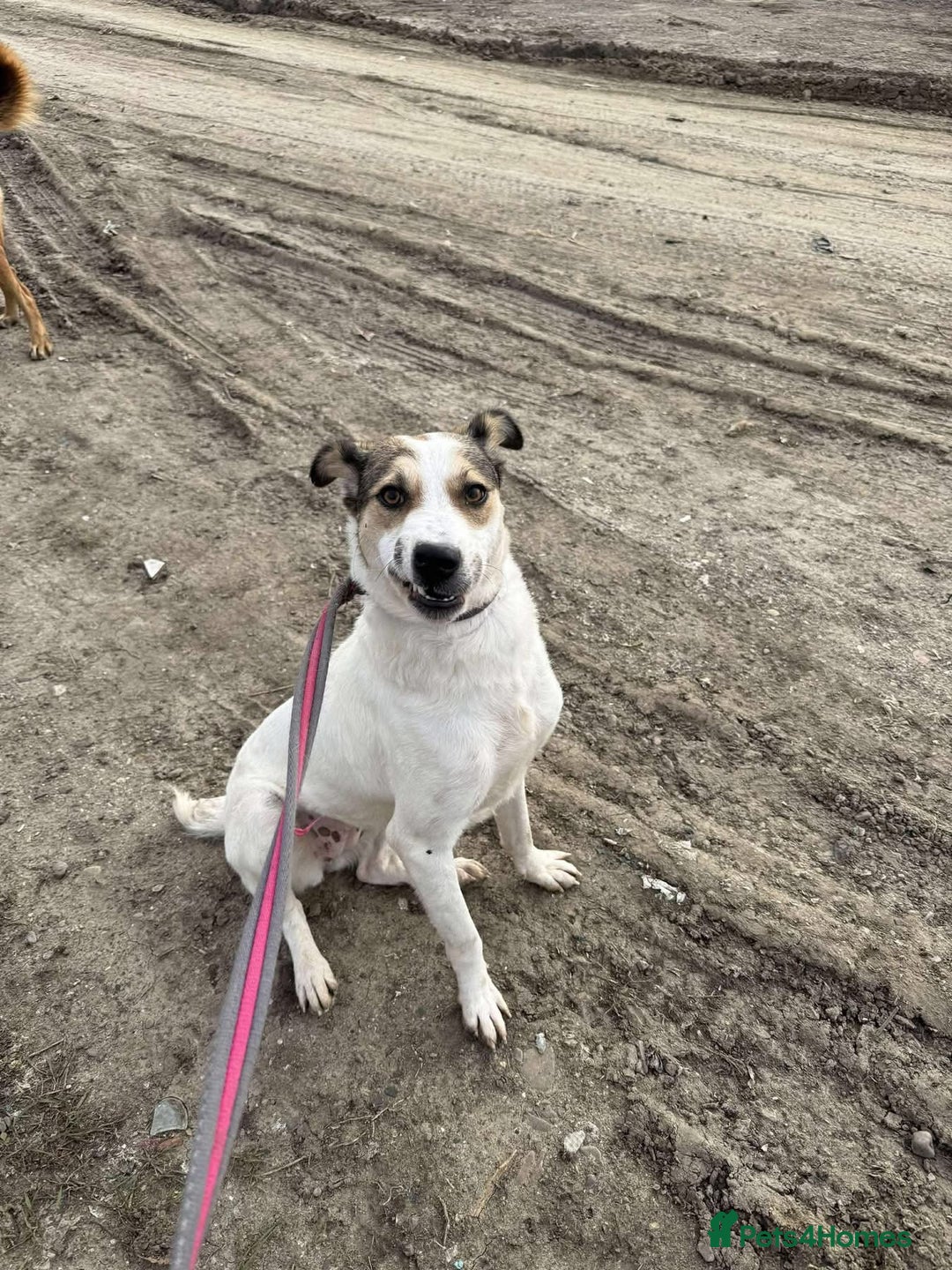 Mixed Breed dogs for adoption: Honour - Norwich Norfolk  - Advert 6
