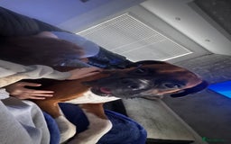 Boxer dogs for sale: A Second Chance for a Gentle Boxer - Advert 35