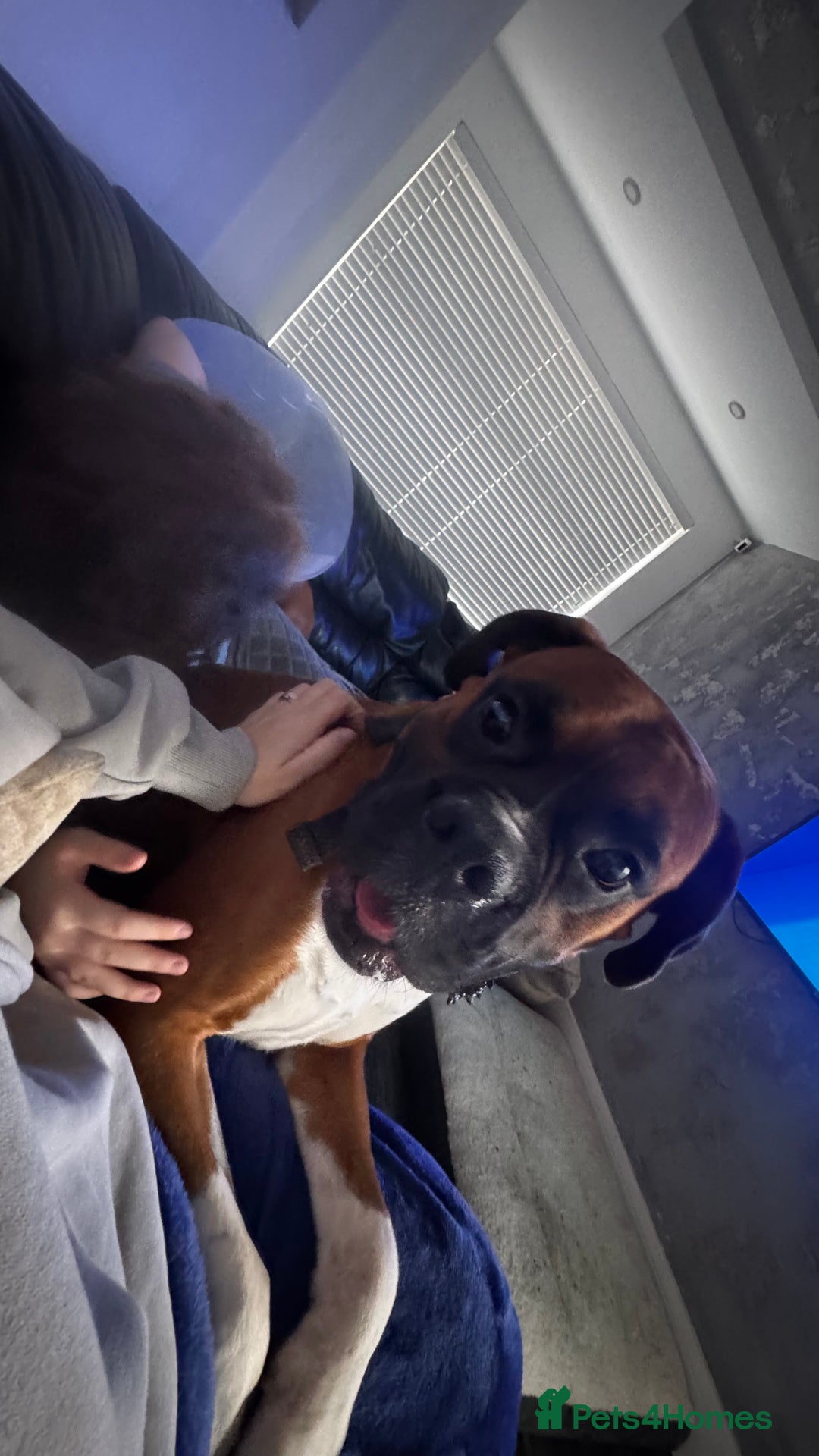 Boxer dogs for sale: A Second Chance for a Gentle Boxer - Advert 35