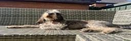 Mixed Breed dogs for adoption: Beautiful Griffon Nivernais for adoption - Advert 3