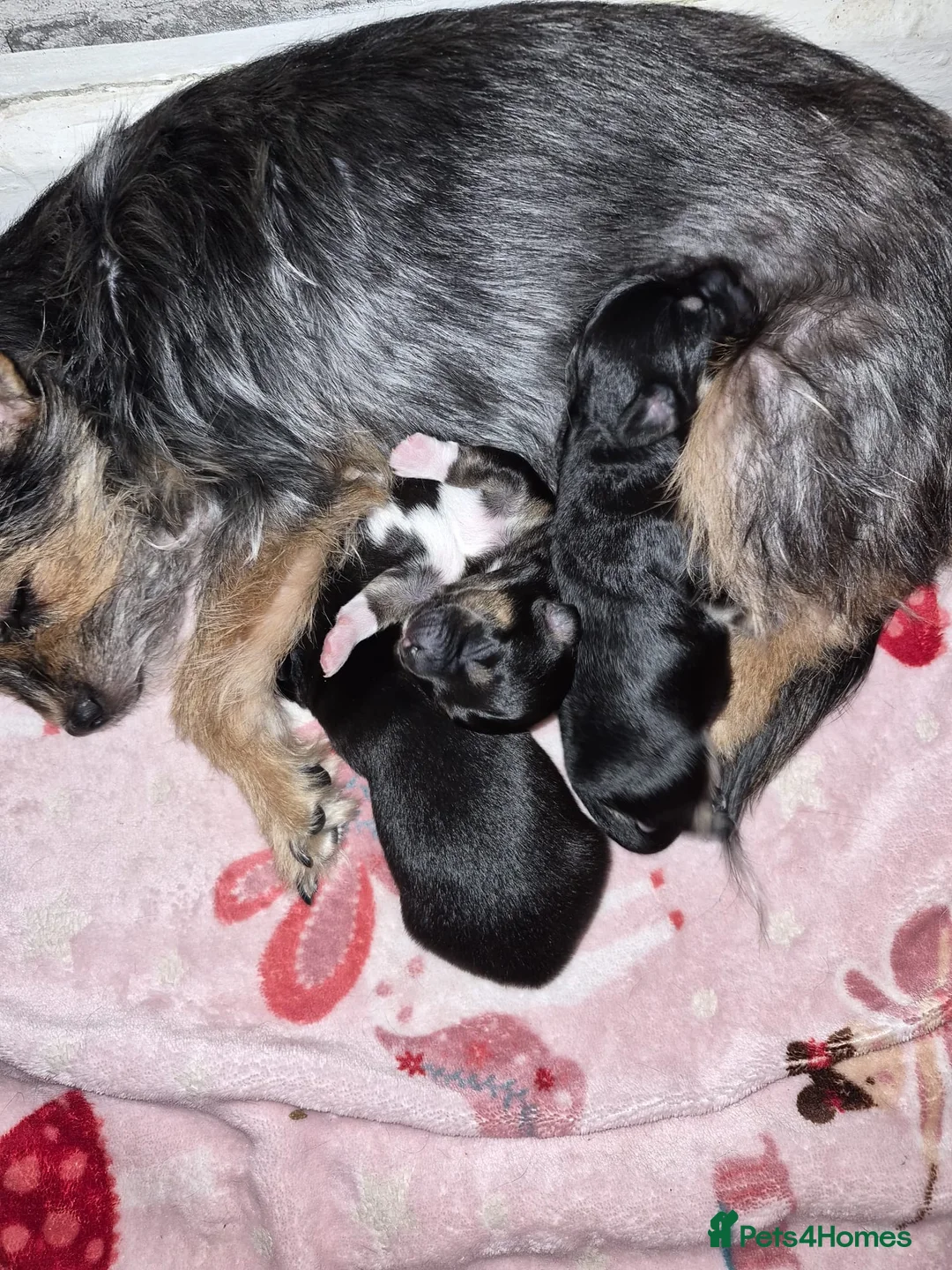 Mixed Breed dogs for sale: Beautiful mixed breed puppies  - Advert 1