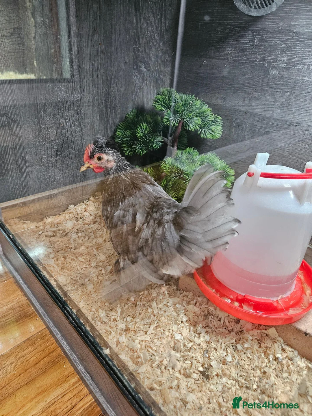 Chickens poultry for sale: Elvis  - Advert 1