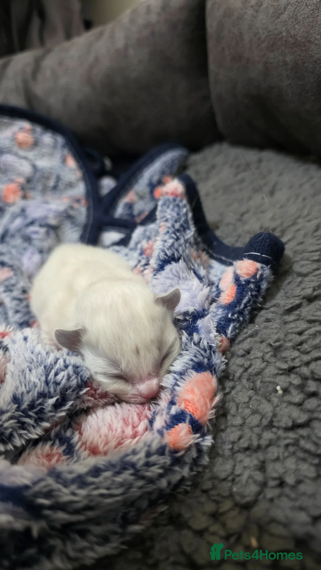 Ragdoll cats for sale: Female Seal Ragdoll - Advert 5