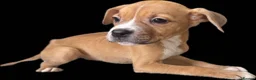 Mixed Breed dogs for sale: Staff x American bulldog puppies ready to leave - Advert 1
