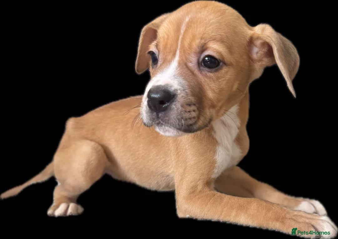 Mixed Breed dogs for sale: Staff x American bulldog puppies ready to leave - Advert 1