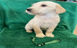 Labrador Retriever dogs for sale: Labrador Puppies - Image 9