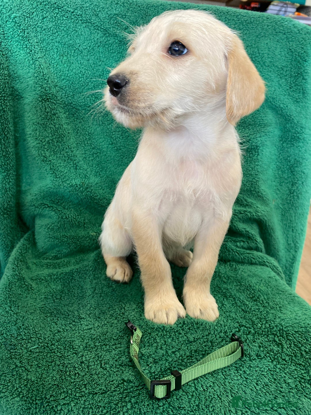 Labrador Retriever dogs for sale: Labrador Puppies - Image 9