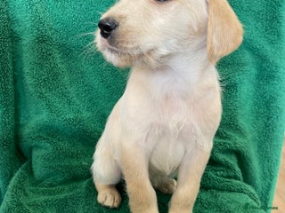 Labrador Retriever dogs Labrador Puppies - Advert 10