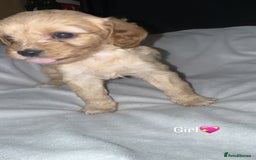 Cavapoo dogs for sale: Cavapoo - Image 4