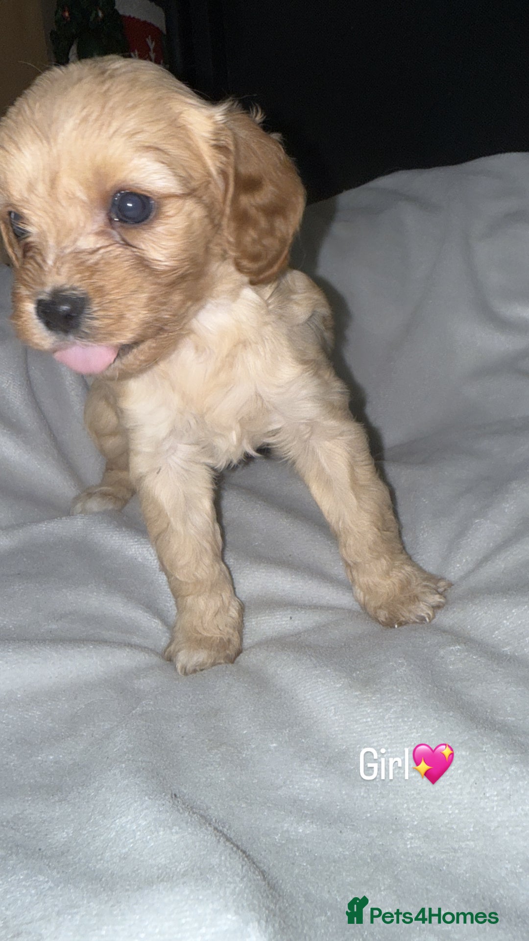 Cavapoo dogs for sale: Cavapoo - Image 4