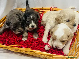 Cavapoo dogs Exceptional F1 B teddy bear cavapoo puppies - Advert 4